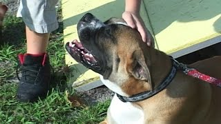 Alachua County Take 5 - Paws on Parole
