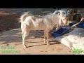 pure patira goat beautiful patira goat white eyes patira