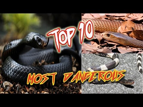 Top 10 Most Venomous Snakes - World's Deadliest Snakes - TEN ON 10