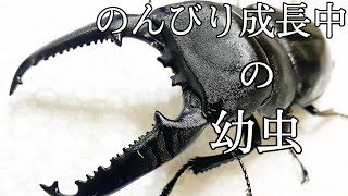 【クワガタ】165話 パラワン オオヒラタ 幼虫 菌糸瓶交換