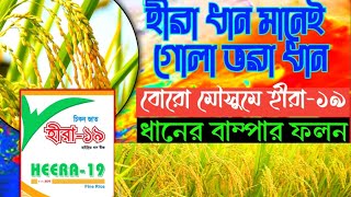 বোরো মৌসুমে হীরা-১৯ ধানের বাম্পার ফলন।Diamond-19 bumper yield of paddy in Boro season।