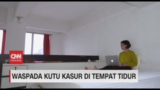 Waspada Kutu Kasur di Tempat Tidur