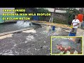 CARA BUDIDAYA IKAN NILA BIOFLOK AGAR CEPAT BESAR DIKOLAM BETON