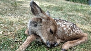 Doe's death leads to desperate adoption drive for 2 fawns