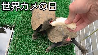 【世界カメの日】イシガメやセマルハコガメに感謝を込めてバナナを贈呈してみた。