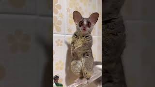 Green screen #comedy #funny #animals #monkey