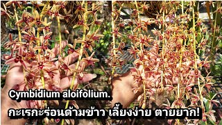 กะเรกะร่อนด้ามข้าว (Cymbidium aloifolium) กล้วยไม้ที่เลี้ยงง่าย ตายยาก!