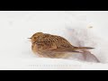 skylark bird in blizzard