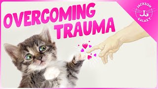 Helping a Cat Recover from Trauma