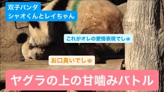 シャオくんとレイちゃん、お昼寝後に櫓の上で甘噛みバトル 2023.10.26