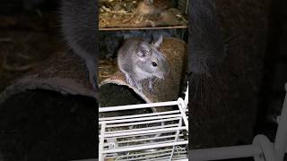 Lucy 🧡🧡🧡Sweet little Baby Degu🙈 the life of degus‼️ #funny #animals #degu #pet #shorts