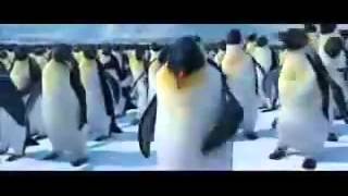 Bijan Mortazavi   Ronak  Raghse Pinguine Penguins ROCK  Funny Happy Feet  تولدت مبارک  Happy Birthda