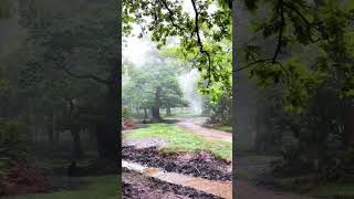 Nature view #forest #wildlife #nature #shortvideo #shorts #short #youtubeshorts #youtube #ytshorts