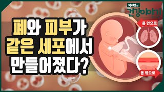 폐와 피부는 같은 세포에서 만들어져서 피부에 좋은 음식이 폐에 좋다! 폐에 좋은 음식 7가지 [닥터유의 건강이야기]