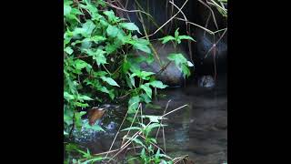 カワセミ狛江地区お母さんショート 2024 06 24 #カワセミ #野鳥 #birds #wildlife #nature #自然観察ぶらり散歩