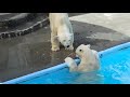 のんびりおやつタイムのバフィン＆モモ　2018 06 30　浜松市動物園のホッキョクグマ