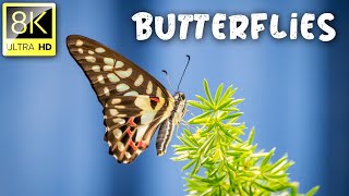 Colourful Butterflies Collection 02 in 8K ULTRA HD (60 FPS) | Relaxation Film With Relaxation Music