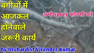 बगीचों में आजकल कोनसे जरूरी कार्य करे||treditional orchard pruning||pruning of plant||causticsodha