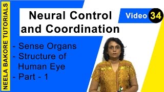 Neural Control and Coordination | NEET | Sense Organs - Structure of Human Eye - Part 1  | Dr. Neela