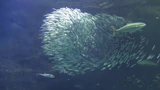 マリントンネル (新潟市水族館 マリンピア日本海) 2019年4月8日