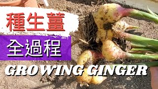 How to plant and harvest Ginger種薑的方法【種薑全過程】冷區種薑/ 採收嫩薑/盆栽薑/薑的收成/採收薑/種薑的方法/種薑步驟/種薑用什麼土/ 採收種了七個月的嫩薑