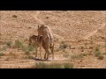 asiatic wild ass population in the negev desert