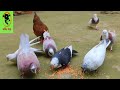 কবুতর পালন করে লাভবান হওয়ার কৌশল। strategies to profit from keeping pigeons. pigeon কবুতর kobutor