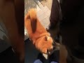 柴犬福 留守番限界だったときのお出迎え🤣welcome dog🤣 shorts funny dogshorts comedy shibainu 柴犬 시바견