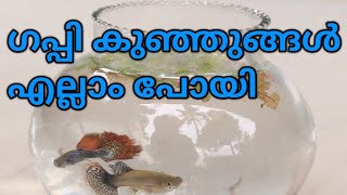 ഗപ്പി കുഞ്ഞുങ്ങൾ എല്ലാം പോയി | guppy fish