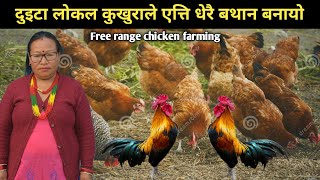 दुइटा लोकल कुखुराले एत्ती धेरै बाथन बनायो,एक लट्मा १८ हजारको | Free range chicken farming in Nepal