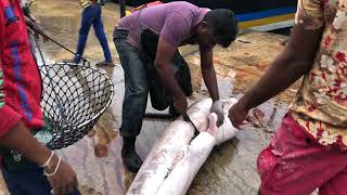 Huge Sappara Fish Cutting Skills in Sri Lanka