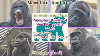 【Gorilla】 ゴリラ（ニシゴリラ）のモモタロウ一家・Vol.52　Momotaro family of Western gorilla Vol.52 in Kyoto City Zoo【ゴリラ】