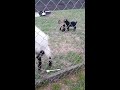 baby goat porn.