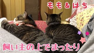 飼い主の上でまったりもも＆はち☆の巻【うちの子４にゃんず】