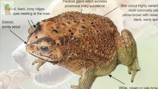 Cane Toad Poisoning in Dogs