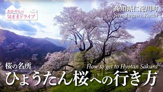 ひょうたん桜の絶景！高知県仁淀川町の春