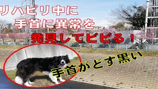 【犬とお出かけ】【ハイエースで車中泊】リハビリ中に手がどす黒く変色♪＾＾　#shorts