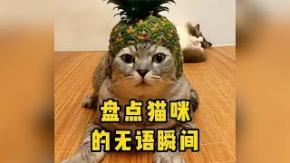 盘点猫咪无语瞬间；猫：我当时害怕极了…