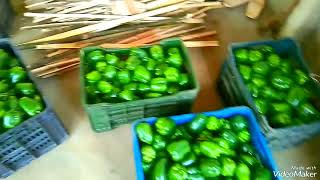 ক্যাপসিকামের বাম্পার ফলন। Bumper yield of Capsicum