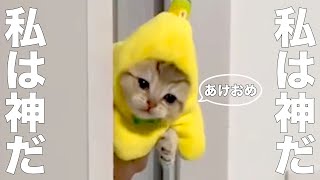 猫神様、あけおめする【アフレコ】