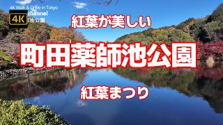 4K【紅葉が美しい町田薬師池公園～紅葉まつり】【最高の時期と時間帯と天気】【雪吊などよく手入れのされた風情漂う古民家のある公園】【駐車場は1時間無料】【四季彩の杜】東京都町田市薬師池