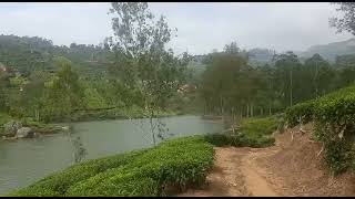 Poopara Lake View | #idukki #lake #teaplantation #Tamilnadu #shorts #nature #viewpoint #kerala