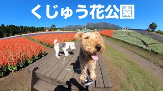 ゆる登山のあとはくじゅう花公園へ