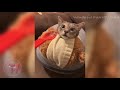 ぜったい笑う【ネコ編１】funniest cats ワロたら負け‼︎🤣 try not to laugh