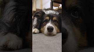 ママと一緒にゴロゴロしたいボーダーコリーが可愛い #ボーダーコリー #dog #犬