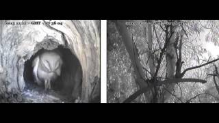 Female has been statuesque for hours, re-settles, no male - Audubon Starr Ranch Barn Owls