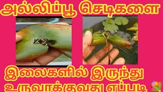 How to Grow lilly plant by leaves💐🍀