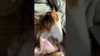 #cats #猫のいる暮らし #猫動画 #三毛猫 #肥満細胞腫 #術後 12日目 抜糸痕は痛々しいけど元気もりもり❤️‍🔥