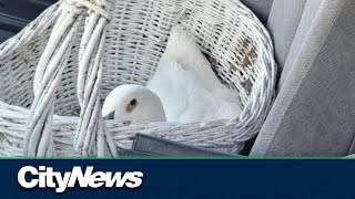 Allegedly impaired driver arrested with pet duck riding shotgun