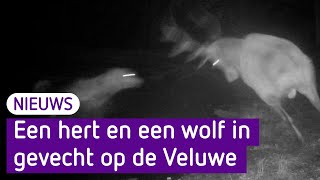 Bijzondere beelden: een hert en een wolf in gevecht op de Veluwe